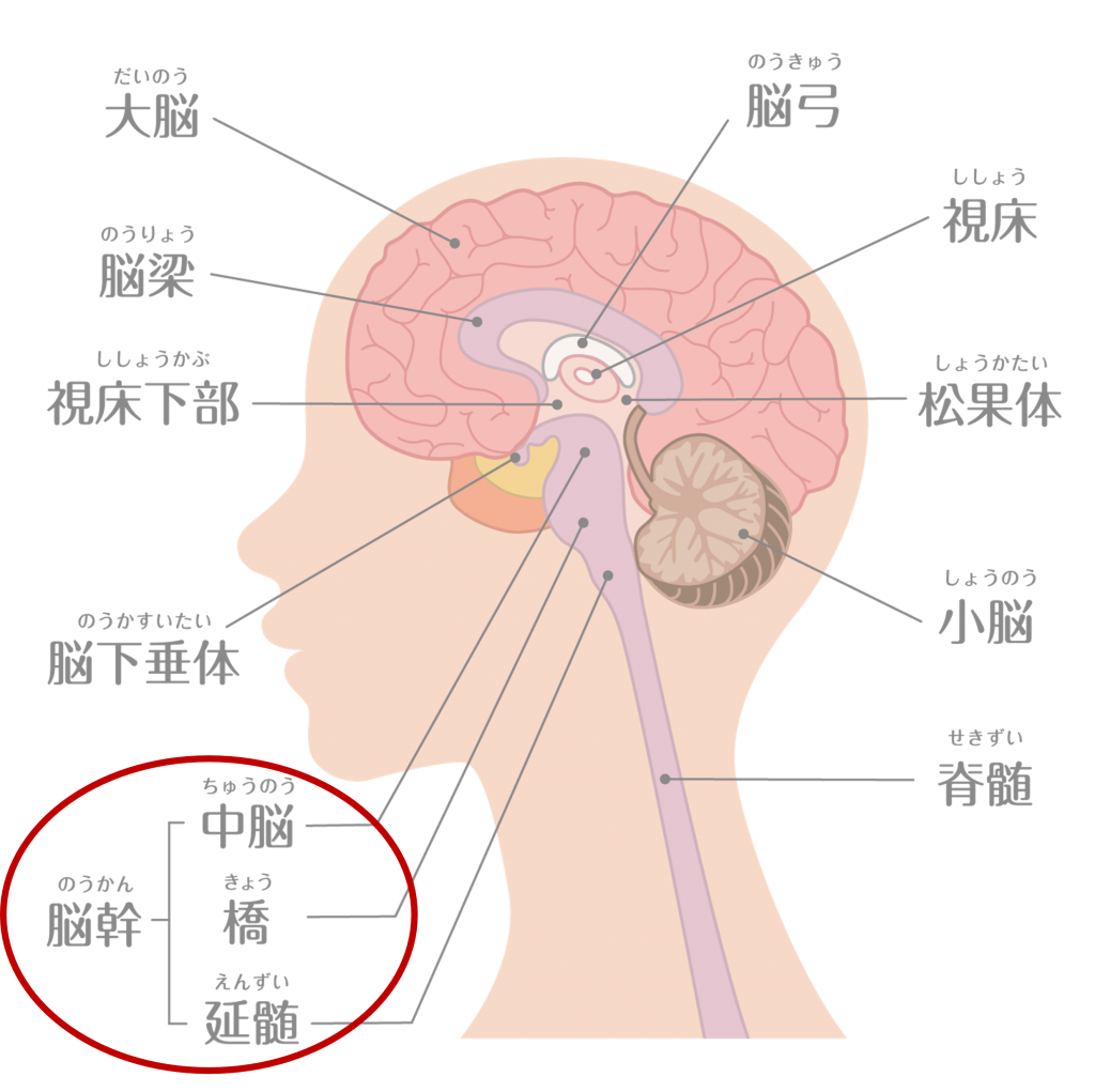 脳幹1